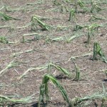 damaged crop - crop insurance